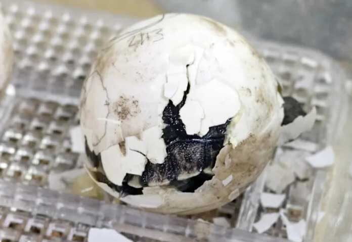 สวนสัตว์สหรัฐเตรียมโชว์ “ลูกเต่ากาลาปากอส” จากแม่เต่ามือใหม่ในวัยเกือบ 100 ปี