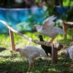 องค์กรพิทักษ์สัตว์แห่งโลกปฏิวัติการเลี้ยงไก่ไทยอย่างยั่งยืน