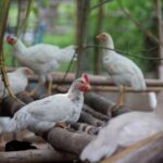 องค์กรพิทักษ์สัตว์แห่งโลกปฏิวัติการเลี้ยงไก่ไทยอย่างยั่งยืน