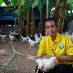 องค์กรพิทักษ์สัตว์แห่งโลกปฏิวัติการเลี้ยงไก่ไทยอย่างยั่งยืน