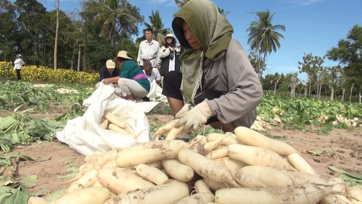 ข่าวสดหลากหลาย-สุรินทร์หนุนปลูกผักกาดหัว แค่45วันเก็บผลผลิตได้-โรงงานซื้อถึงที่