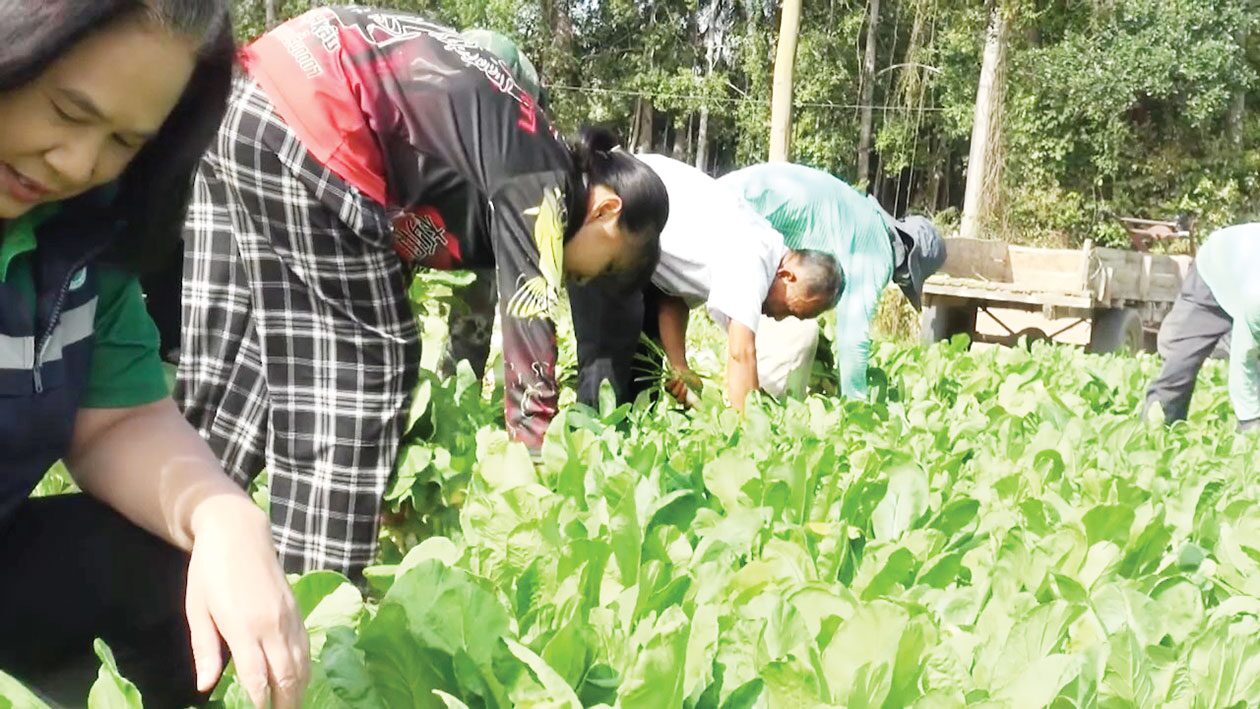 ข่าวสดหลากหลาย-สุรินทร์หนุนปลูกผักกาดหัว แค่45วันเก็บผลผลิตได้-โรงงานซื้อถึงที่