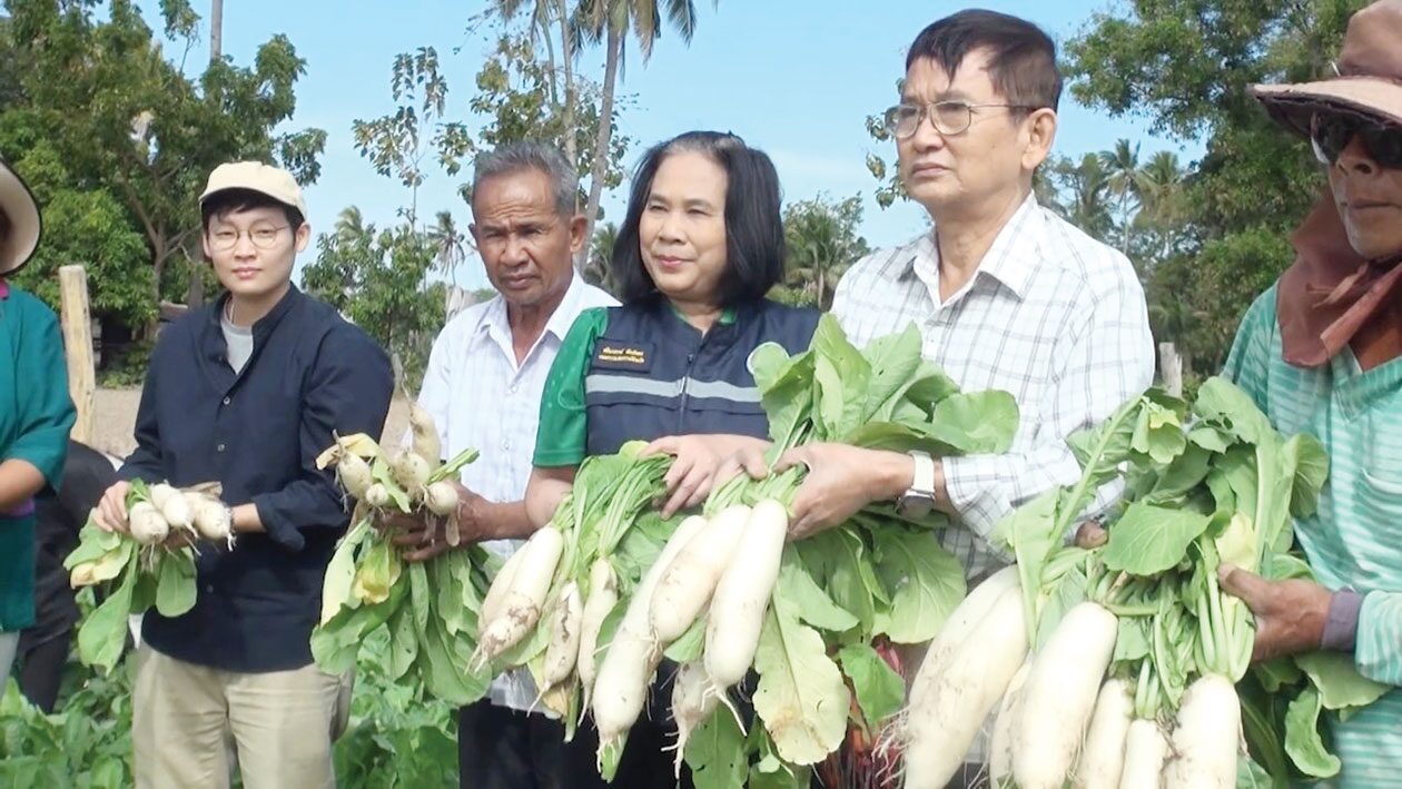 ข่าวสดหลากหลาย-สุรินทร์หนุนปลูกผักกาดหัว แค่45วันเก็บผลผลิตได้-โรงงานซื้อถึงที่