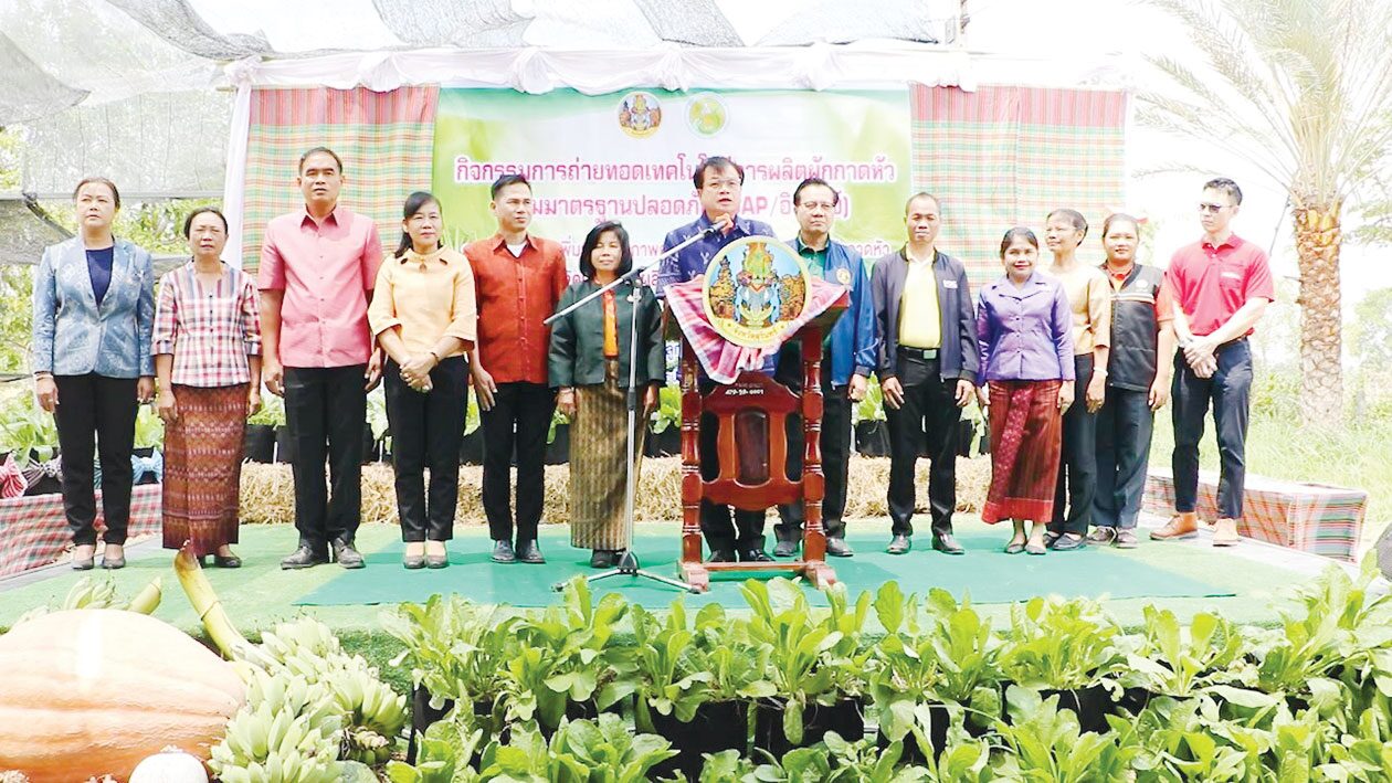 ข่าวสดหลากหลาย-สุรินทร์หนุนปลูกผักกาดหัว แค่45วันเก็บผลผลิตได้-โรงงานซื้อถึงที่