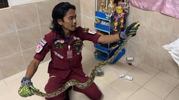 Ayutthaya couple finds python in third-floor bedroom | News by Thaiger