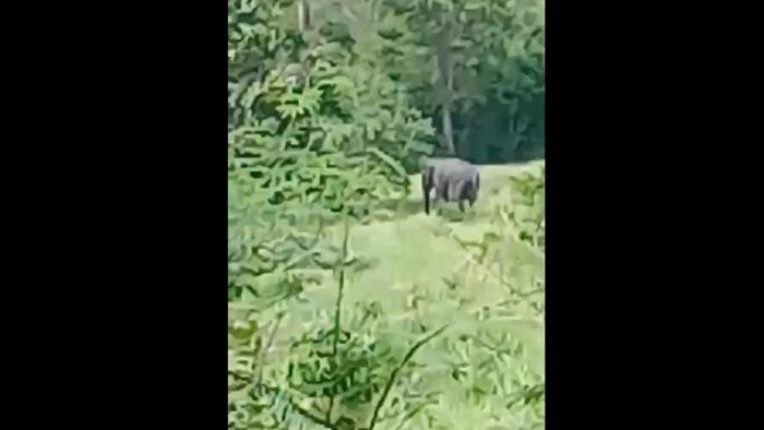 Tragic elephant attack claims man's life in Uthai Thani | News by Thaiger