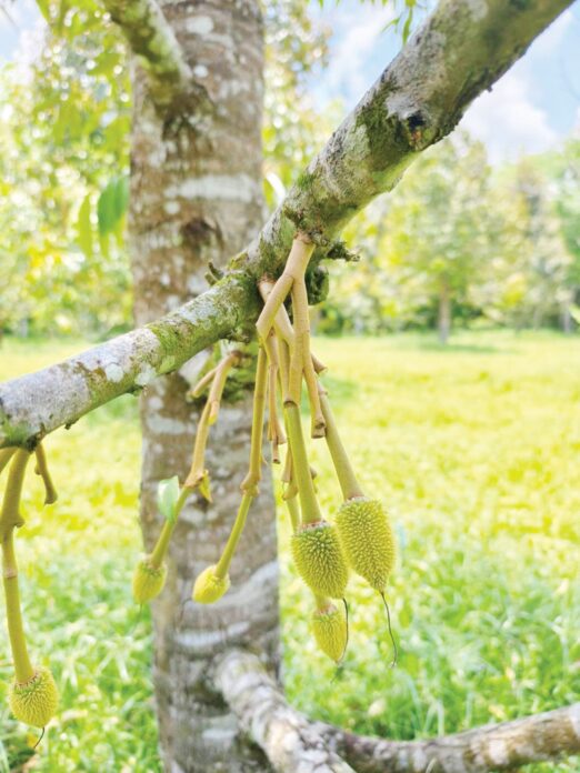 หลาก&หลายเกษตร