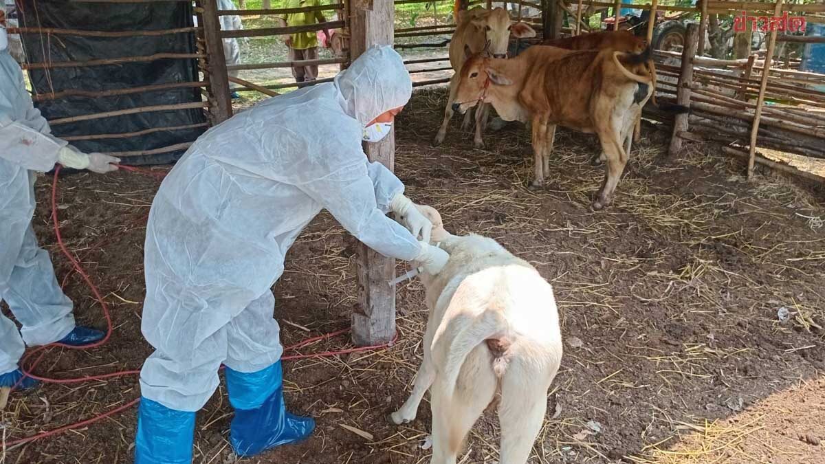 .เปิด 4 วิธี ทำลายเชื้อแอนแทรกซ์ ห้ามใช้น้ำฉีดล้าง อาจทำแพร่กระจาย.