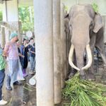 โครงการวิจัย แช่แข็งน้ำเชื้อ อนุรักษ์พันธุกรรม-เพิ่มประสิทธิภาพ ขยายพันธุ์ช้างเอเชีย