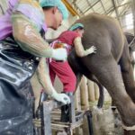 โครงการวิจัย แช่แข็งน้ำเชื้อ อนุรักษ์พันธุกรรม-เพิ่มประสิทธิภาพ ขยายพันธุ์ช้างเอเชีย