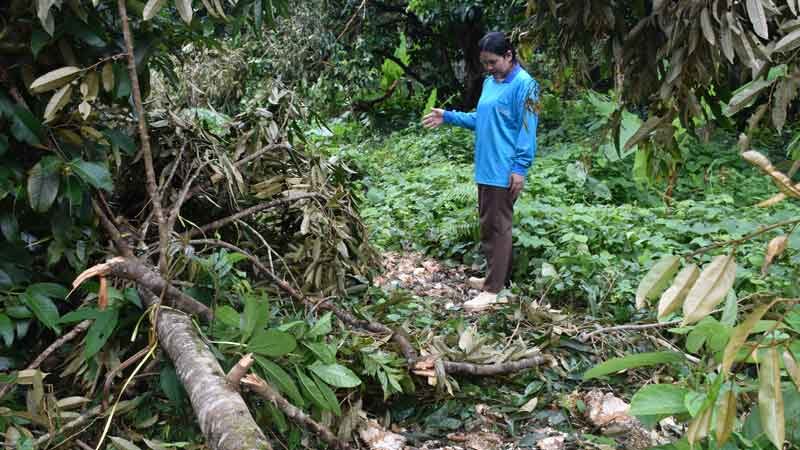 Wild elephants devastate orchard in Khao Khitchakut, losses hit 440,000 baht | News by Thaiger