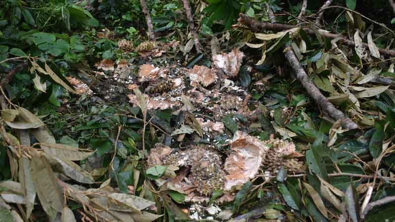 Wild elephants devastate orchard in Khao Khitchakut, losses hit 440,000 baht | News by Thaiger