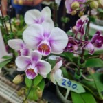 สำนักงานพาณิชย์กลุ่มจังหวัดภาคกลางและปริมณฑล ขอเชิญเที่ยวงาน