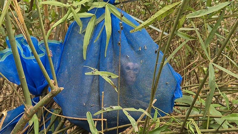 Abandoned macaques found in Thai forest, suspected for illegal sale | News by Thaiger
