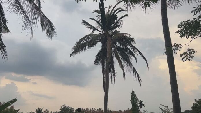Man struck by lightning in Sakon Nakhon while tending cattle | News by Thaiger