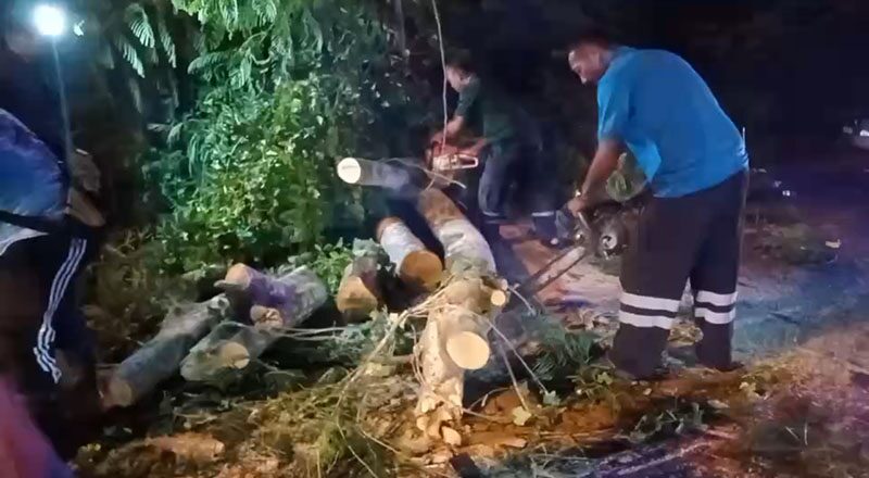 Strong wind topples tree onto motorcyclist in Chon Buri | News by Thaiger