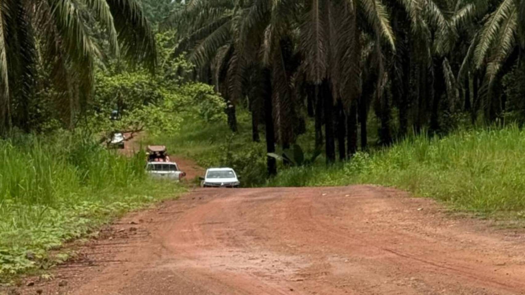 Chumphon residents protest illegal palm oil harvesting in protected forest | News by Thaiger