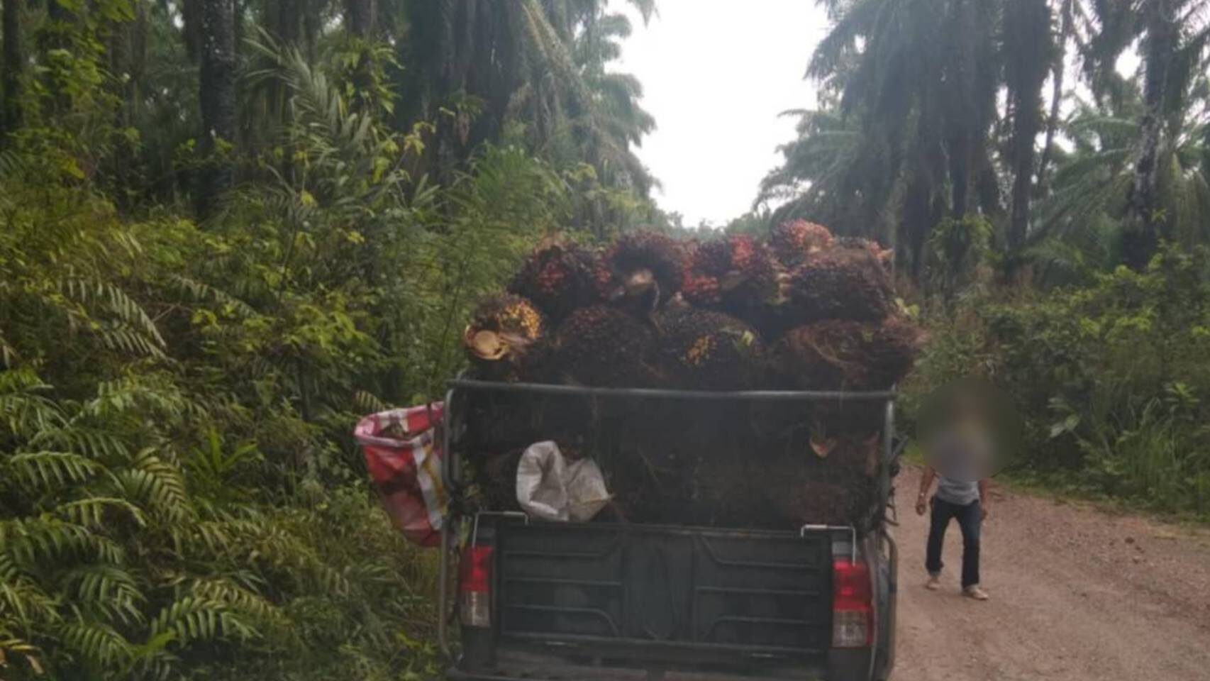 Chumphon residents protest illegal palm oil harvesting in protected forest | News by Thaiger