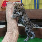 เสิร์ฟความน่ารัก สมาชิกใหม่ไนท์ซาฟารี 'น้องแผ่นดิน' ลูกเสือดาว เพิ่งลืมตาดูโลกไม่นาน