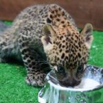 เสิร์ฟความน่ารัก สมาชิกใหม่ไนท์ซาฟารี 'น้องแผ่นดิน' ลูกเสือดาว เพิ่งลืมตาดูโลกไม่นาน
