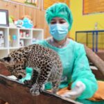 เสิร์ฟความน่ารัก สมาชิกใหม่ไนท์ซาฟารี 'น้องแผ่นดิน' ลูกเสือดาว เพิ่งลืมตาดูโลกไม่นาน