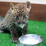 เสิร์ฟความน่ารัก สมาชิกใหม่ไนท์ซาฟารี 'น้องแผ่นดิน' ลูกเสือดาว เพิ่งลืมตาดูโลกไม่นาน