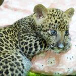เสิร์ฟความน่ารัก สมาชิกใหม่ไนท์ซาฟารี 'น้องแผ่นดิน' ลูกเสือดาว เพิ่งลืมตาดูโลกไม่นาน