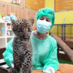 เสิร์ฟความน่ารัก สมาชิกใหม่ไนท์ซาฟารี 'น้องแผ่นดิน' ลูกเสือดาว เพิ่งลืมตาดูโลกไม่นาน