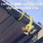 เชื่อโชคมารอหน้าบ้าน งูเขียวเขมือบนก บนหลังคาโรงรถ เล็งเสี่ยงโชคเลขทะเบียนเก๋ง