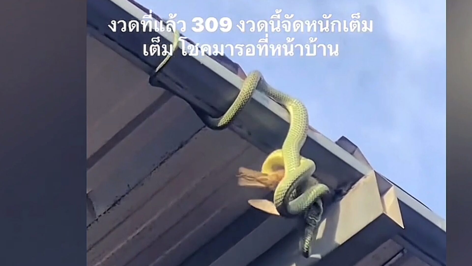Phetchabun homeowner bets on car number after snake omen | News by Thaiger
