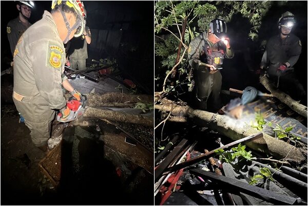 Severe storm in Bangkok claims life as tree crushes shelter | News by Thaiger