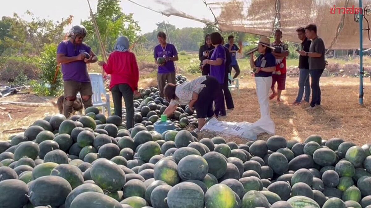 เกษตรกรยิ้มได้ 'สุกี้ตี๋น้อย' รับซื้อแตงโมวันละ 10 ตัน หลังก่อนหน้าผลผลิตตก ขาดทุนยับ