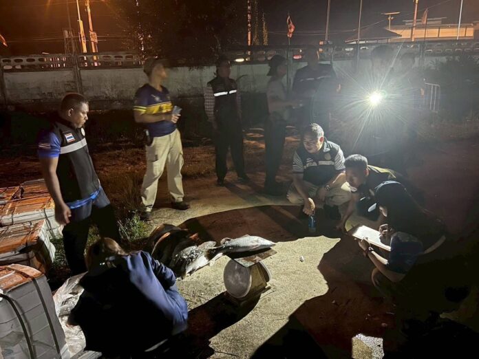 Illegal white sea bass worth 600,000 baht seized in Narathiwat | News by Thaiger
