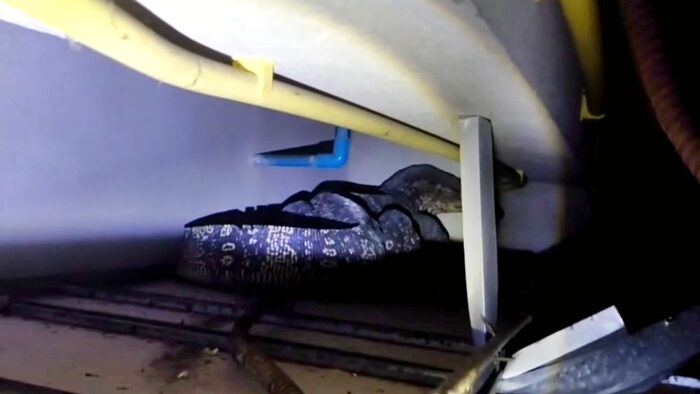 Large water monitor lizard rescued from Ayutthaya house ceiling | News by Thaiger