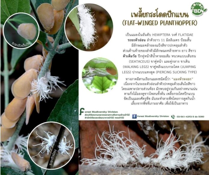 อยากรู้ตัวอะไร เกาะอยู่บนต้นไม้ นึกว่าผลไม้ ผู้รู้เฉลย หายสงสัยทันที 