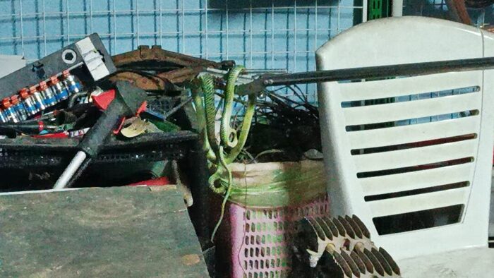 Family in Prachin Buri alarmed by snake invasion | News by Thaiger