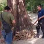 ระทึกอีก อีโอดีปูพรมค้นหา พบวัตถุต้องสงสัย 1 จุด ถูกฝังใต้ต้นสน-เก็บกู้ได้สำเร็จ