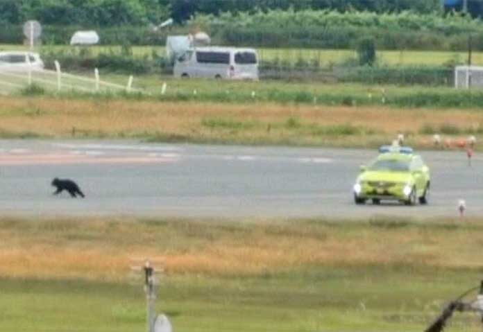 ญี่ปุ่นชุลมุน “หมีดำ” โผล่ป่วนรันเวย์-ต้องปิดสนามบิน 2 รอบ เจ้าหน้าที่เร่งวางกับดัก