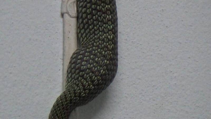 Green snake struggles to climb wall after swallowing gecko | News by Thaiger