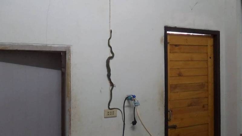 Green snake struggles to climb wall after swallowing gecko | News by Thaiger