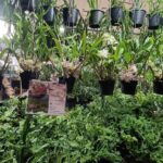 เปิดแล้ว Nongnooch Plant Expo International 2025