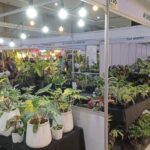 เปิดแล้ว Nongnooch Plant Expo International 2025
