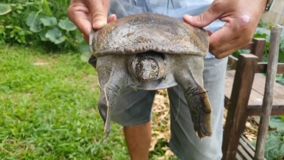 .ตะพาบน้ำเดินเข้าบ้าน เชื่อ แขกนำโชค สู่เจ้าของบ้าน เตรียมนำเลขที่บ้านเสี่ยงโชค.