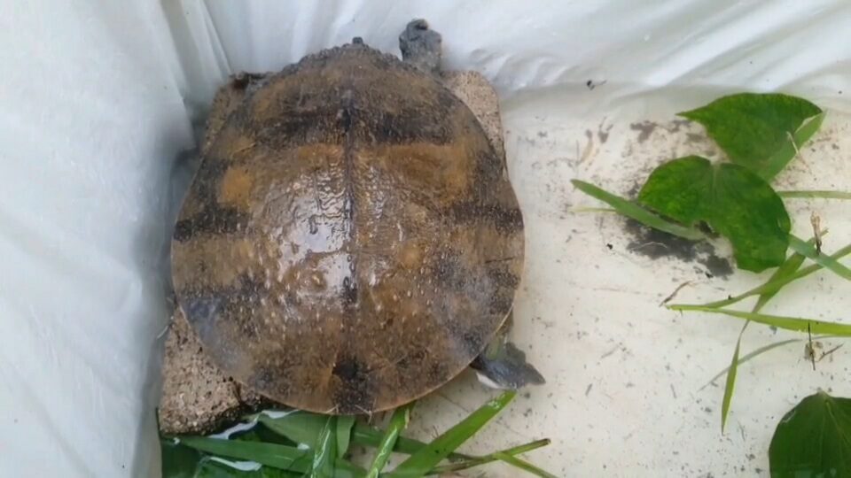 Phayao man finds lucky softshell turtle in his home | News by Thaiger