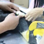 จิสด้า ร่วมมือ โครงการชีวานุรักษ์ นำเทคโนโลยีอวกาศติดตาม ‘นกกาฮัง’