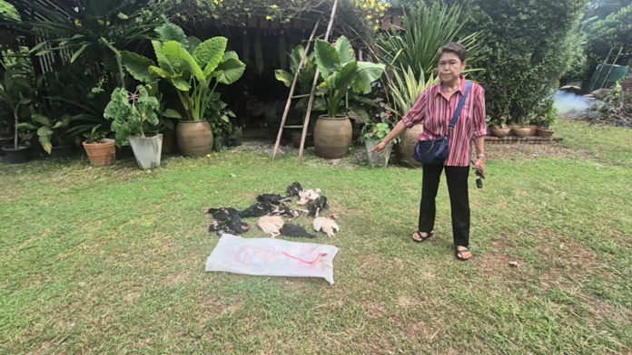Udon Thani chicken dispute resolved after police intervention | News by Thaiger