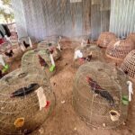 บุกทลายสังเวียนบ่อนไก่เถื่อน รวบนักพนันจำนวนมาก ยึดไก่ชนหลายสิบตัว แจ้งข้อหาหนัก
