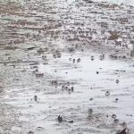 ตื่นตา กองทัพปูทหารนับล้าน หลากสีสัน โผล่อวดโฉมเต็มชายหาด อช.หาดเจ้าไหม