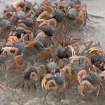 ตื่นตา กองทัพปูทหารนับล้าน หลากสีสัน โผล่อวดโฉมเต็มชายหาด อช.หาดเจ้าไหม