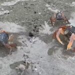 ตื่นตา กองทัพปูทหารนับล้าน หลากสีสัน โผล่อวดโฉมเต็มชายหาด อช.หาดเจ้าไหม